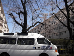 お花見ドライブ