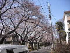 桜並木