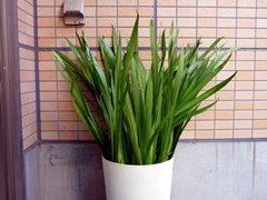 菖蒲