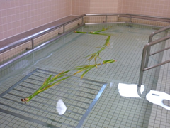 菖蒲湯