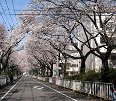 桜並木
